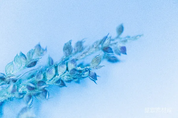高清摄影 一株浅蓝色植物的特写。