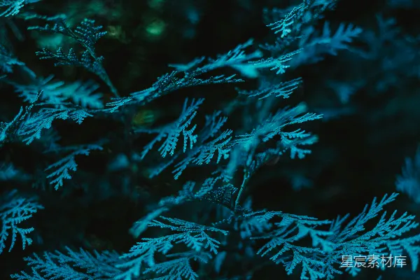 高清摄影 雪地的特写镜头