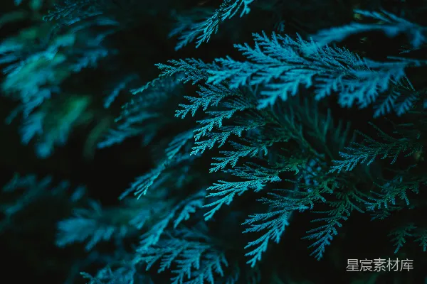 高清摄影 一张植物的特写照片