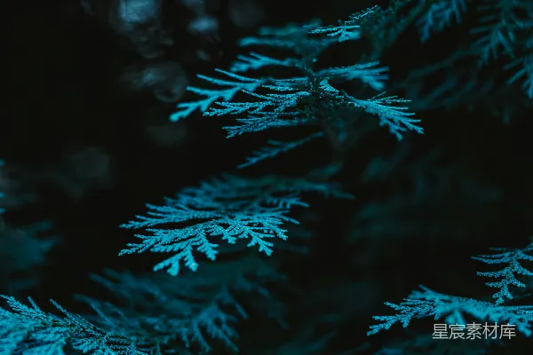高清摄影 一张树的特写照片