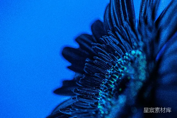 高清摄影 一朵花的特写，背景是蓝色。