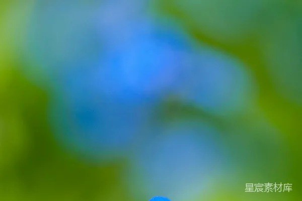 高清摄影 蓝色花瓣的花