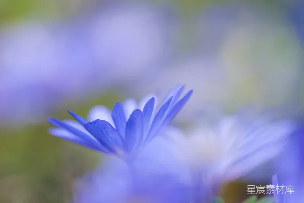 高清摄影 蓝花瓣的花