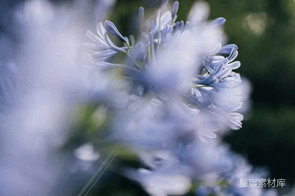 高清摄影 精致的蓝色花朵，背景柔和模糊。