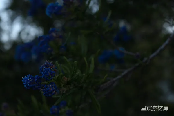 高清摄影 特写摄影中的绿色植物