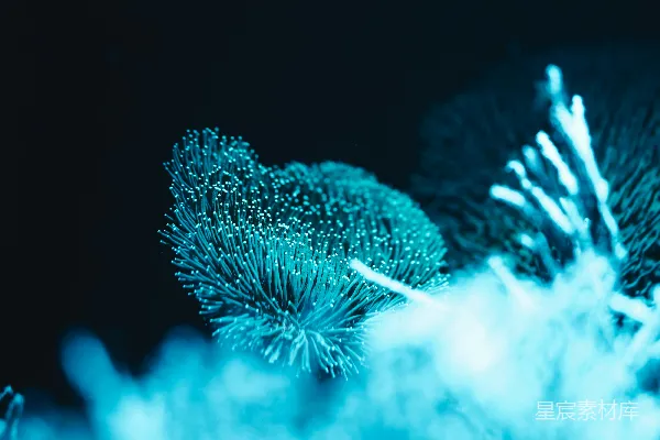 高清摄影 一张黑暗中的植物特写照片