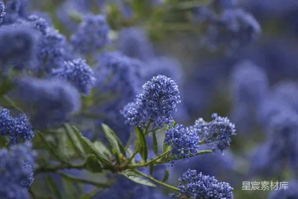 高清摄影 绿色和白色的花蕾