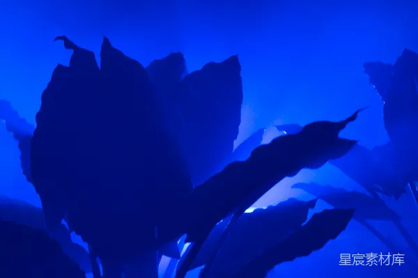 高清摄影 一个装满水和鲜花的蓝色花瓶