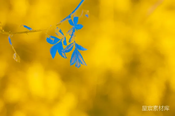 高清摄影 一张模糊的照片，显示了一根带蓝色叶子的树枝。