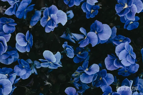 高清摄影 一簇蓝色的花在草地上。