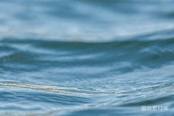 高清摄影 一只鸟漂浮在水面上