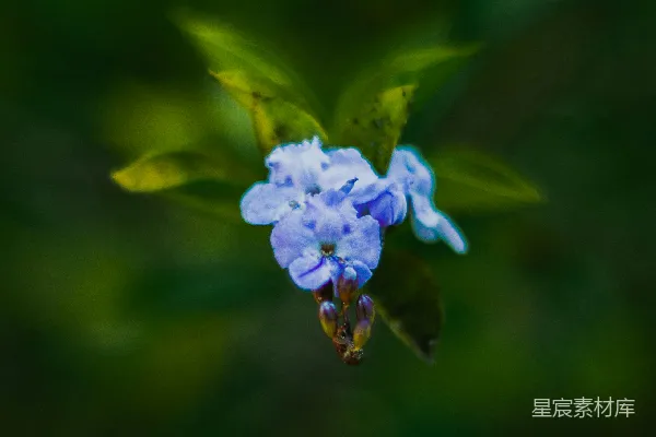 高清摄影 一株植物上的蓝色花朵