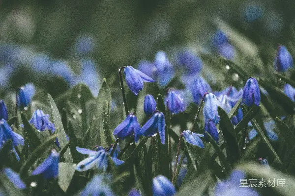 高清摄影 一簇生长在草地上的蓝色花朵