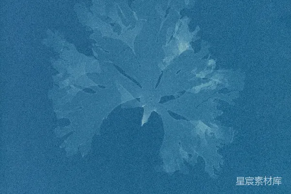 高清摄影 在蓝色背景上的一片白色海藻标本。