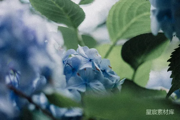 高清摄影 蓝绣球花