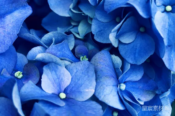 高清摄影 蓝绣球花