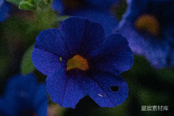 高清摄影 一株蓝花的特写，周围有绿叶环绕。