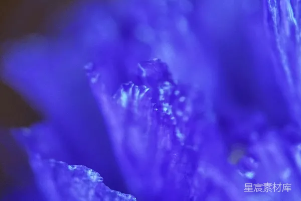 高清摄影 鲜艳的蓝色花瓣特写