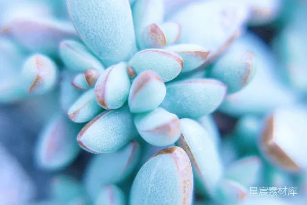 高清摄影 白色和紫色的花蕾