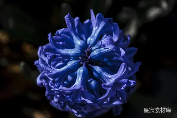 高清摄影 一株盛开的鲜艳蓝紫色风信子花