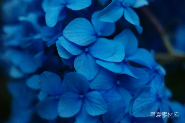 高清摄影 花园里盛开的鲜艳蓝色绣球花。