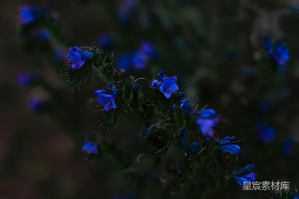 高清摄影 一张蓝色花朵的特写照片