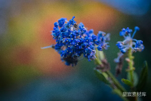 高清摄影 一朵蓝色的花的特写，背景模糊。