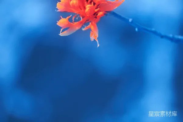 高清摄影 一朵橙色的花在蓝色背景前。