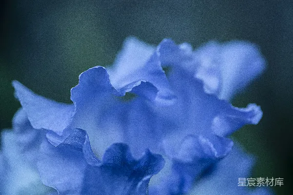 高清摄影 近距离拍摄的蓝色花朵