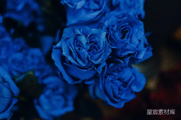 高清摄影 美丽的蓝玫瑰在画面中盛开，色彩鲜艳。