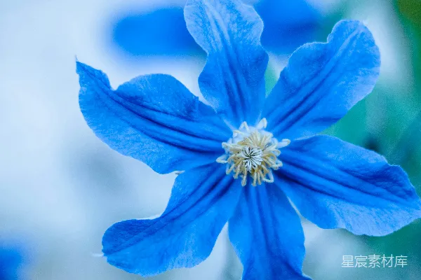 高清摄影 一朵蓝色的花，中心是黄色的。