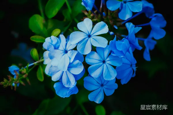 高清摄影 一簇精致的蓝花在深色背景上