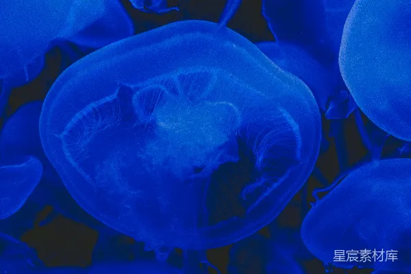 高清摄影 一群蓝色的水母漂浮在水中