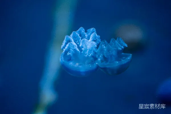 高清摄影 两只蓝色的水母漂浮在深蓝色的水中。