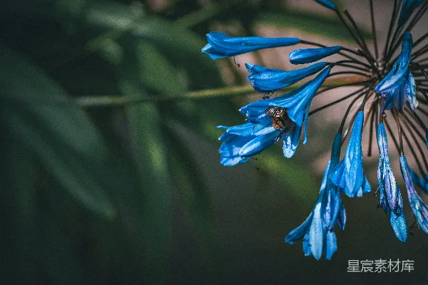 高清摄影 蓝色的蓝绣球花特写，花上有一只蜜蜂。
