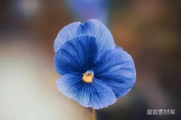 高清摄影 聚焦拍摄的紫色花瓣花的照片