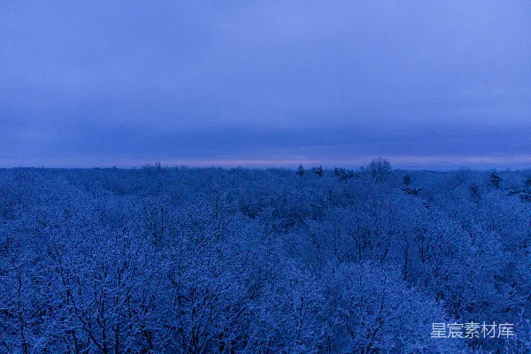 高清摄影 在深蓝色的天空下，覆盖着白雪的树木