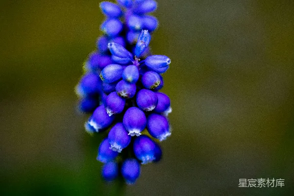 高清摄影 一张紫色风信子花的特写照片。