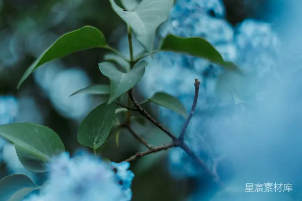 高清摄影 白花在棕色茎上