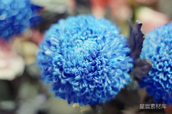 高清摄影 特写：鲜艳的蓝色菊花。