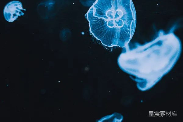 高清摄影 白天水中的蓝水母