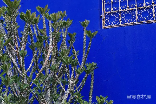 高清摄影 尖尖的绿色植物与鲜艳的蓝色墙壁相对。
