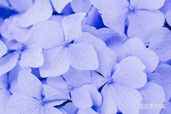 高清摄影 一簇白花