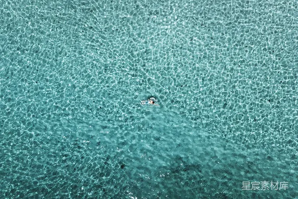 高清摄影 一群鸭子在水中游泳