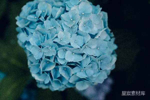 高清摄影 青色花朵的照片