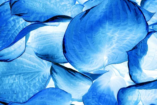高清摄影 一朵蓝色花朵的特写视图