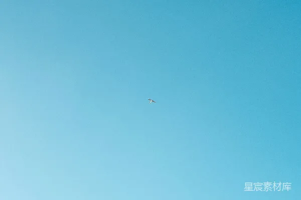高清摄影 一只鸟在蓝天中飞翔