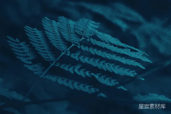 高清摄影 白色和蓝色的植物叶子