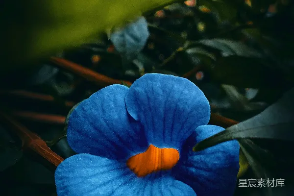 高清摄影 一朵蓝色的花，中心是黄色的。