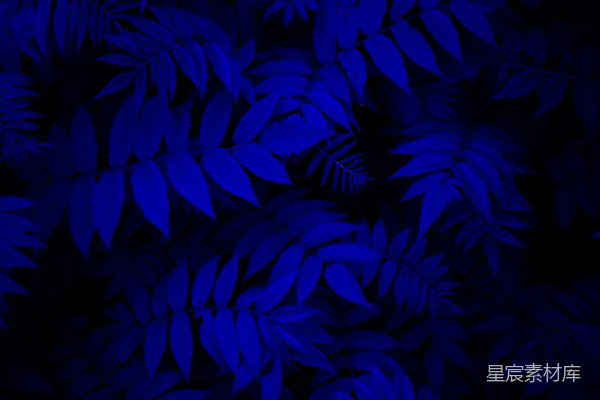 高清摄影 深蓝色的背景上有很多叶子